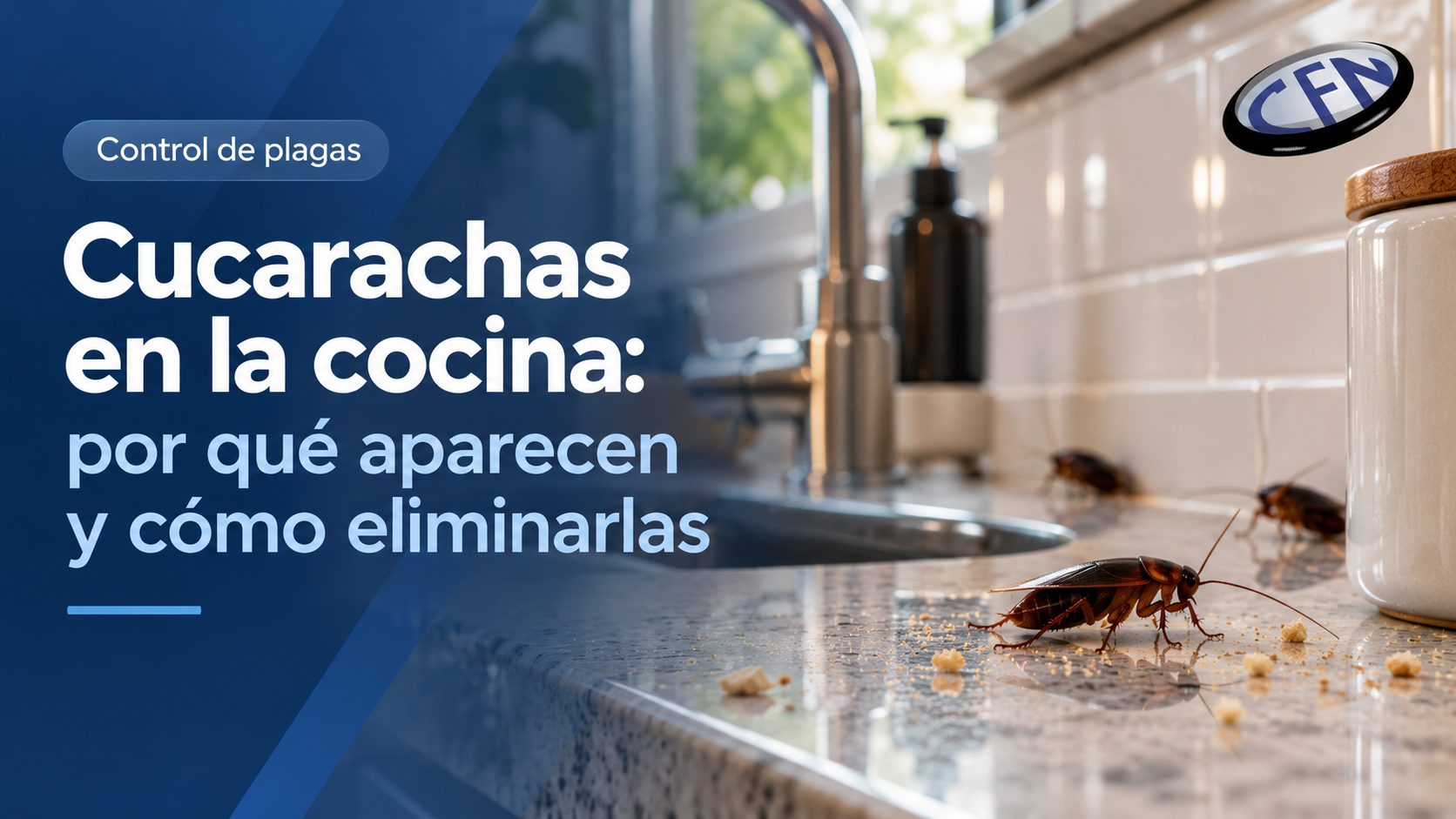 Cucarachas en la cocina: por qué aparecen y cómo controlarlas